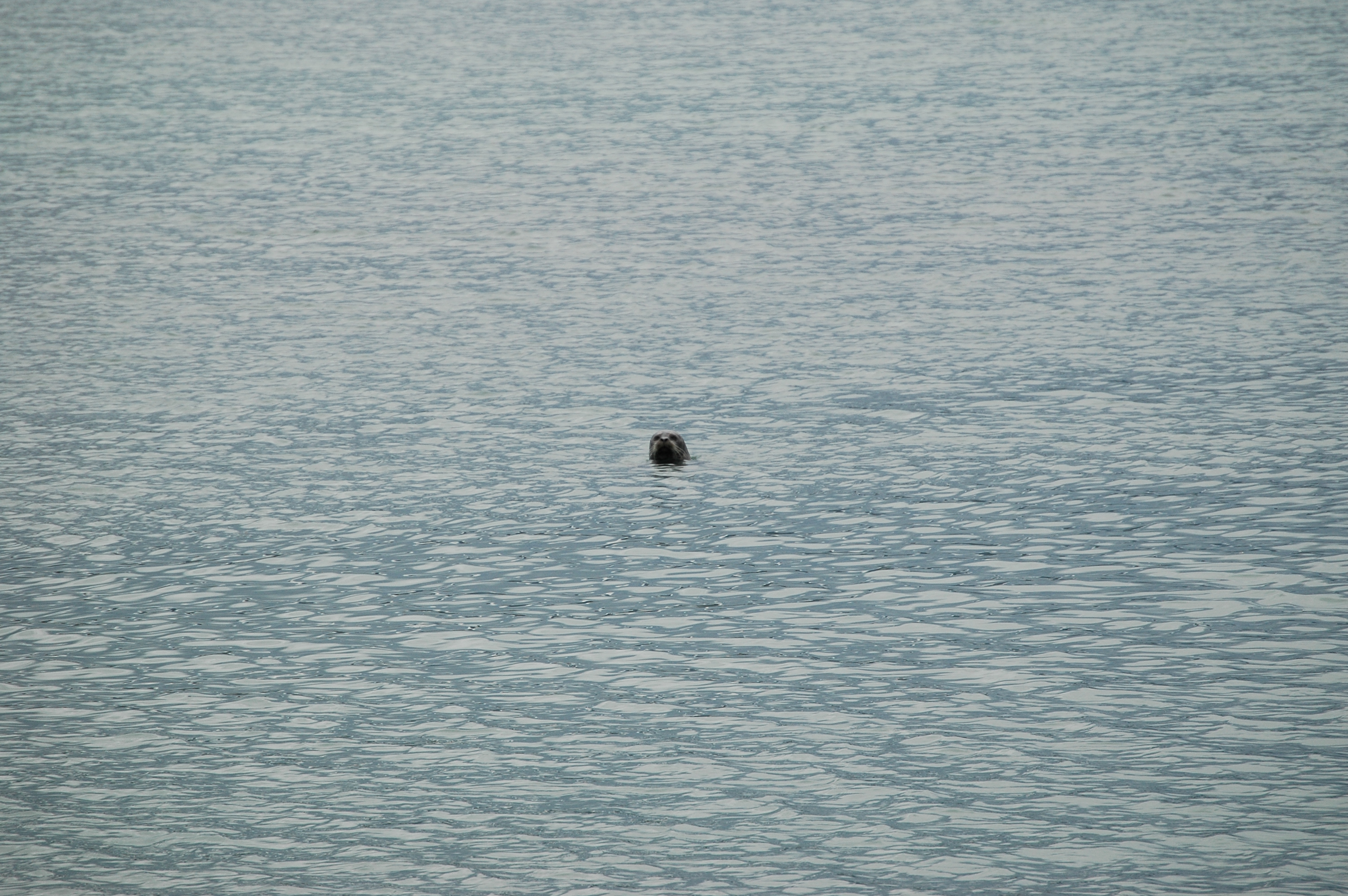 photos/wildlife/Mammal_Species/Common_Seal/Canada 2007 683.jpg